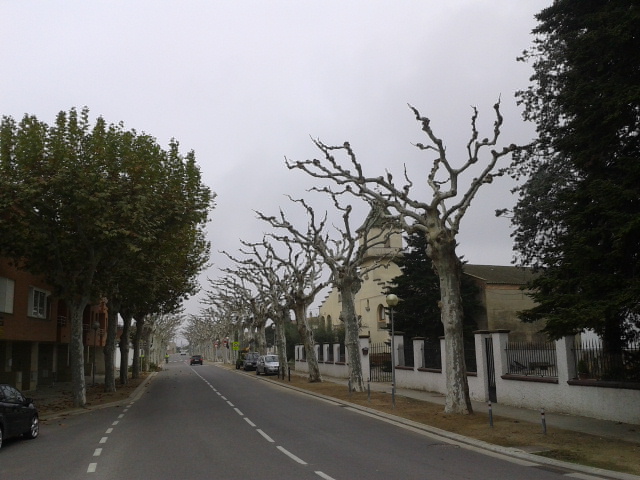 El Palau d’Anglesola comença l’esporga dels arbres de les avingudes i zones verdes del casc urbà