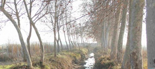 El Palau d’Anglesola declara d’interès local els arbres de la Banqueta del Canal