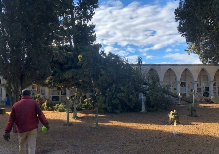 El vendaval fa caure diversos arbres al cementiri d’Ivars d’Urgell