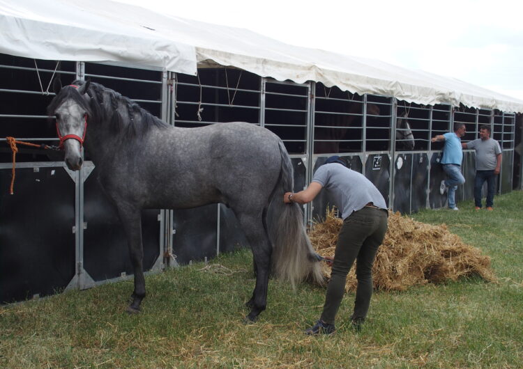 Tot a punt perquè obri l’EquiMollerussa, certamen que marida competició i oci al voltant del món dels cavalls i l’equitació