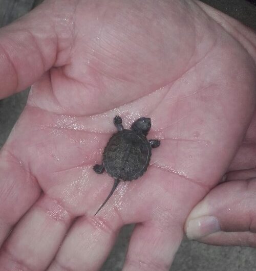 La troballa d’una segona cria de tortuga d’estany a l’estany d’Ivars i Vila-sana constata un any més la reproducció d’aquesta espècie a l’espai