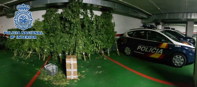 Desmantellada una plantació de marihuana a Mollerussa situada en una finca rústica d’ús ramader