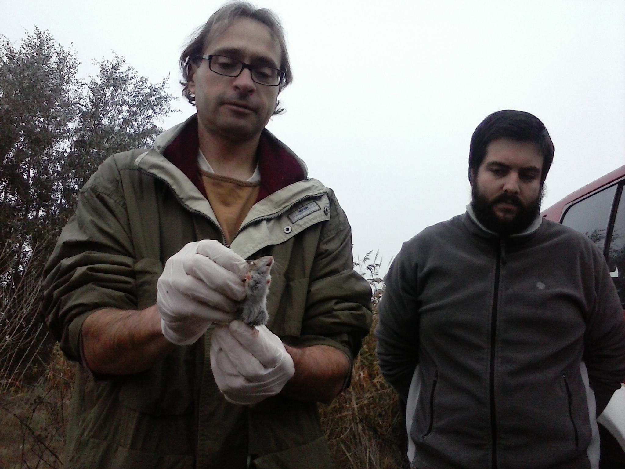 Censen una quarantena de micromamífers a l’Estany d’Ivars i Vila-sana