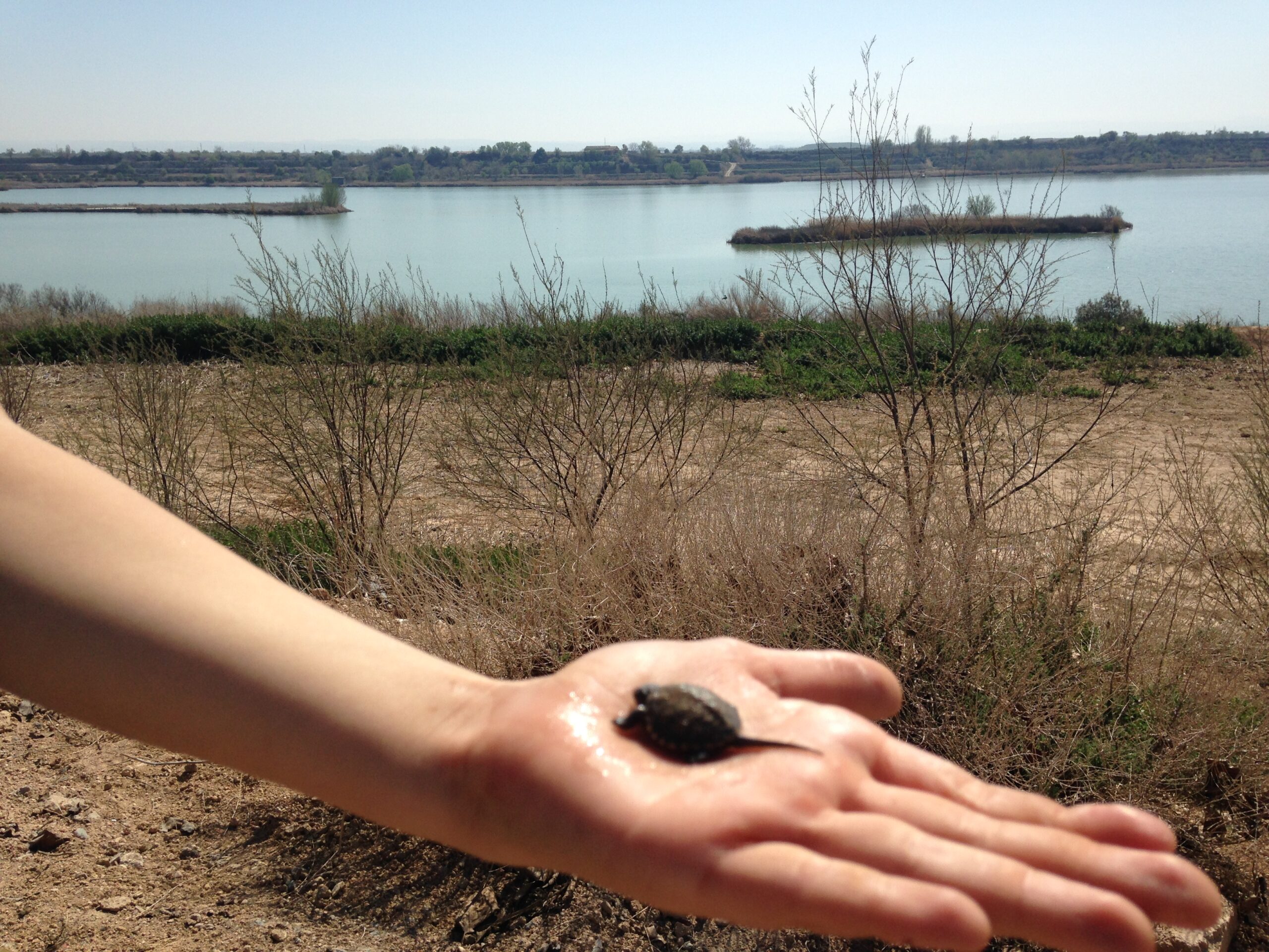 La troballa d’una cria de tortuga d’estany a l’Estany d’Ivars i Vila-sana constata la primera reproducció d’aquesta espècie a l’espai