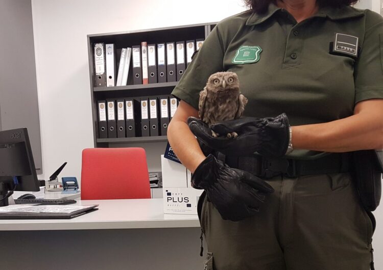 La Policia Local de Mollerussa lliura una cria de mussol trobada als Agents Rurals