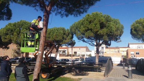 L’Ajuntament de Mollerussa instal•la un sistema per dissuadir els estornells a l’avinguda del Canal i a les piscines