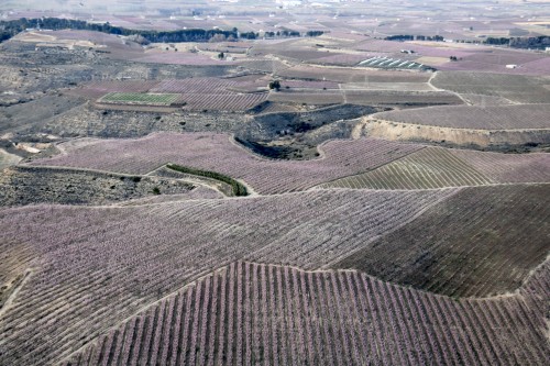 El club de vol de Mollerussa oferta vols per anar a veure la floració dels fruiters del baix Segre