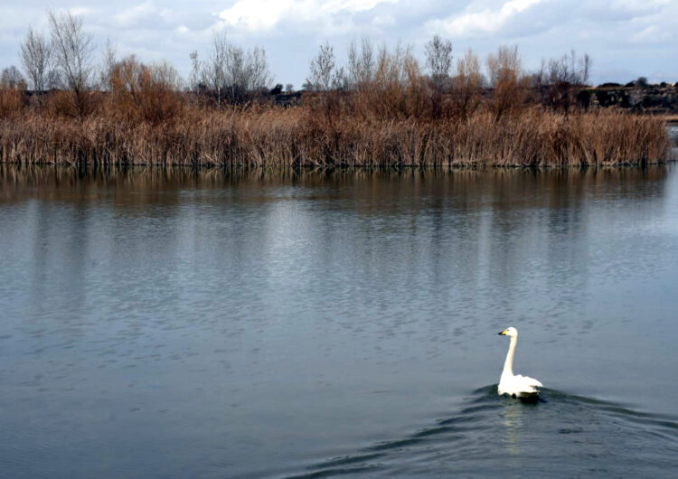 Alliberen un cigne cantaire a l’Estany d’Ivars i Vila-sana