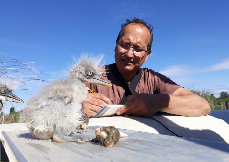 L’estany d’Ivars i Vila-sana acull, per primera vegada, un projecte de monitoratge de Bernat pescaire