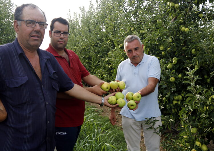 Una tempesta acompanyada de pedra malmet cultius de fruita al Pla d’Urgell