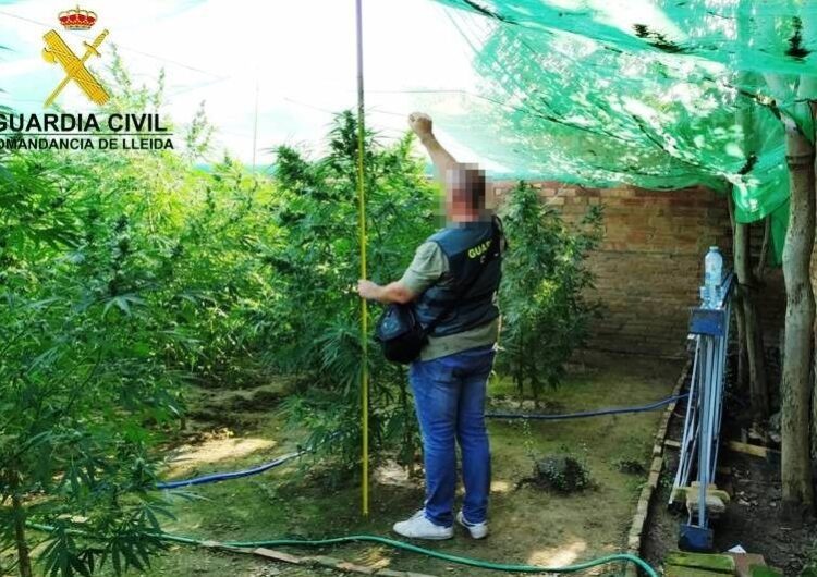 La Guàrdia Civil localitza 45 plantes de marihuana als Arcs