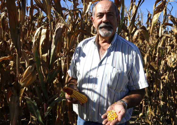 Cau entre 30 i un 40% la producció de panís a Ponent pels pics de calor de l’estiu i l’aranya roja