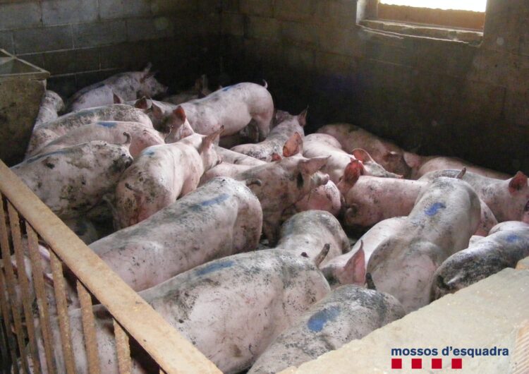 Els Mossos d’Esquadra detenen un home per robar 273 porcs en tres en explotacions ramaderes de les Garrigues i el Pla d’Urgell