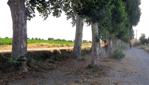 L’Ajuntament de Mollerussa neteja l’herbassar de la banqueta del Canal en el marc de l’esporga d’estiu