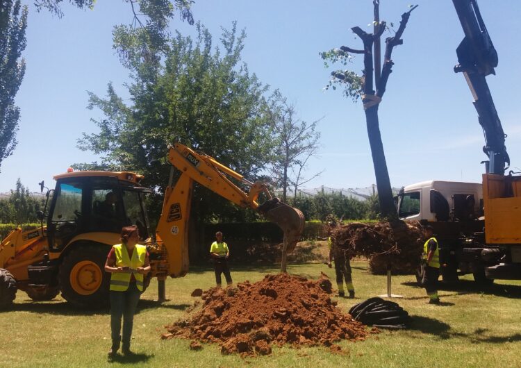 El consistori trasplanta a la Serra 4 til•lers de la plaça de l’Ajuntament per garantir-ne la supervivència