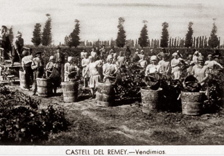 El Castell del Remei inicia la verema 2018 amb la recollida del raïm Sauvignon Blanc