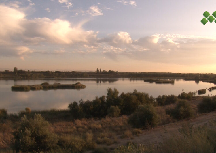 Buidatge parcial de l’estany d’Ivars i Vila-sana per renovar i millorar la qualitat de l’aigua