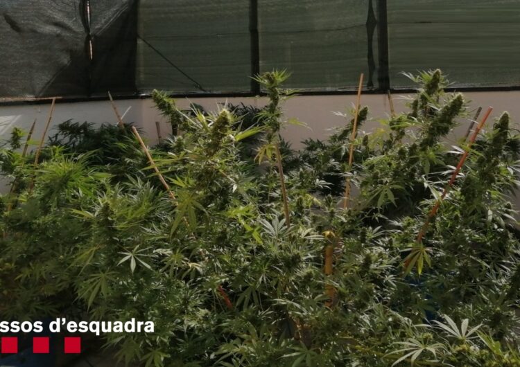 Desmantellades dues plantacions de marihuana en dos domicilis de Golmés