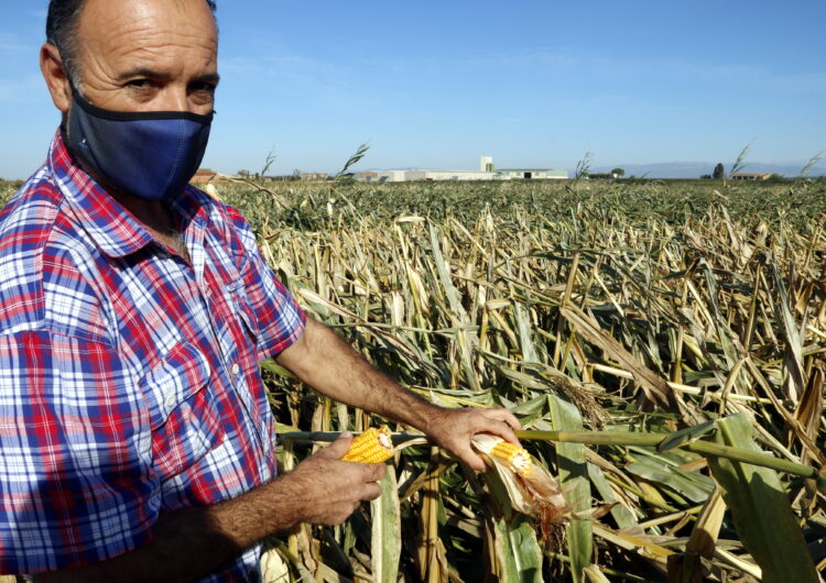 Les ventades provoquen importants danys a cultius de panís i fruita tardana de Ponent