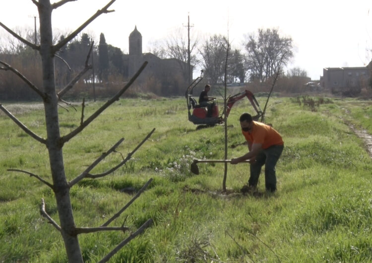Planten una vuitantena d’arbres per crear i embellir camins al terme municipal d’Ivars d’Urgell
