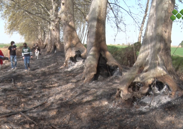 Indignació pels incendis que han afectat uns setanta arbres de la banqueta del Palau d’Anglesola