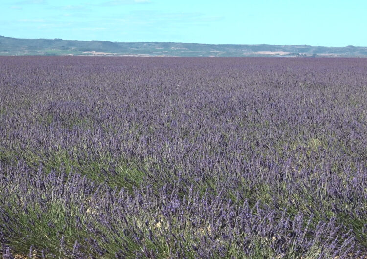 Plantació de lavanda en plena floració al Pla d’Urgell