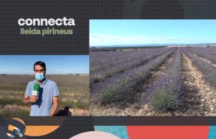 Connecta Lleida Pirineus 28/6/21: Plantació de lavanda al Pla d’Urgell