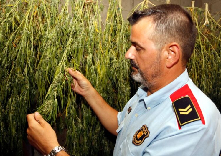 Els Mossos alerten d’un augment “exponencial” de plantacions de marihuana a Ponent controlades per grups criminals