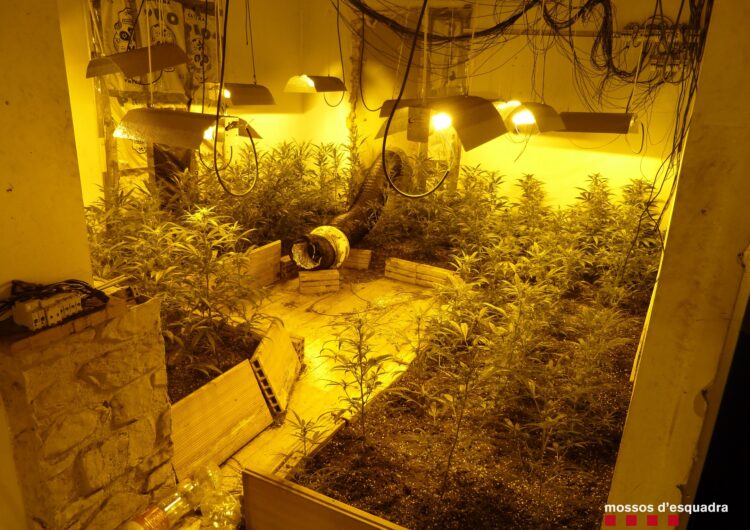 Desmantellen en un domicili de Mollerussa una plantació d’interior amb 272 plantes de marihuana