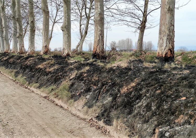 La Comunitat de Regants dels Canals d’Urgell condemna la crema d’arbres de la banqueta al Pla d’Urgell