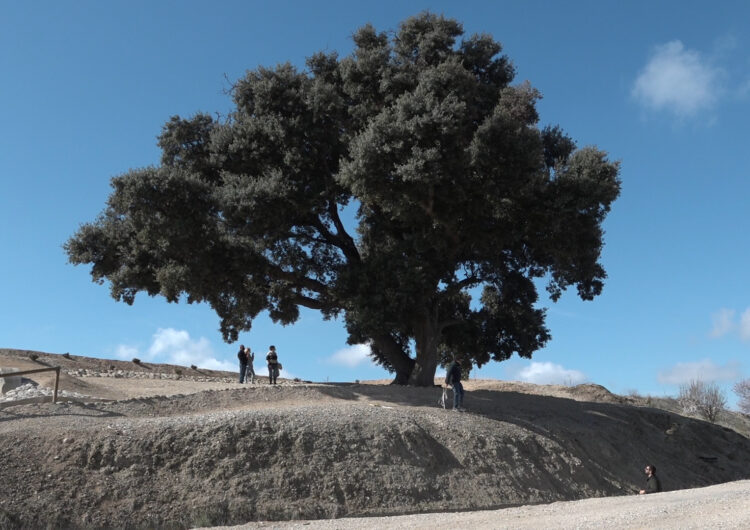 Miralcamp sol·licita que l’Alzinera del Quelàs sigui declarada arbre monumental de Catalunya