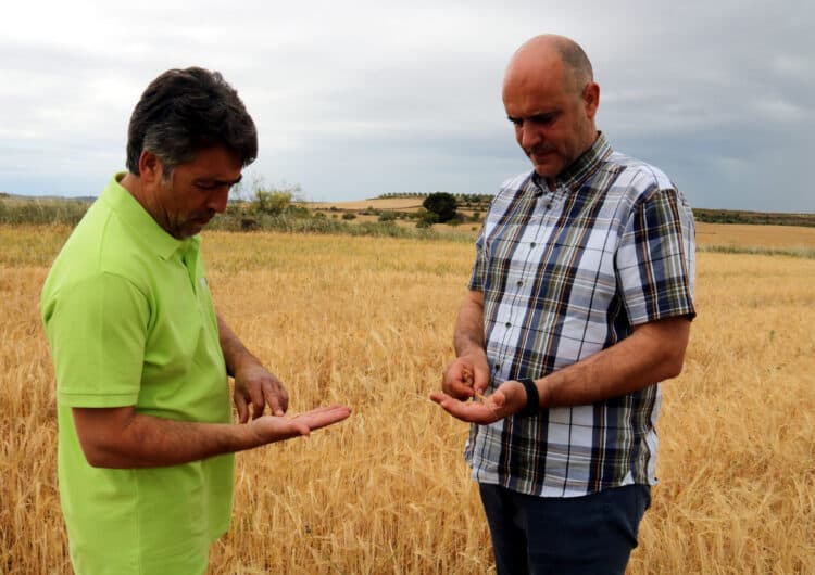 JARC estima pèrdues d’uns 300 MEUR en el sector del cereal per la mala collita prevista per enguany