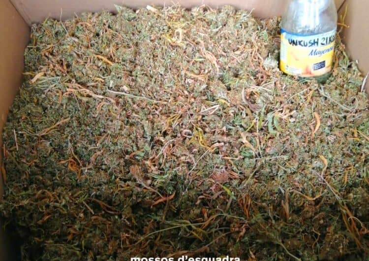 Detingut per cultivar més d’un centenar de plantes de marihuana en un àtic de Mollerussa