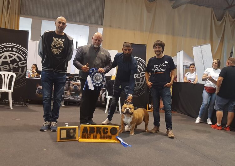 El Palau d’Anglesola acull el concurs internacional de gossos American Bully