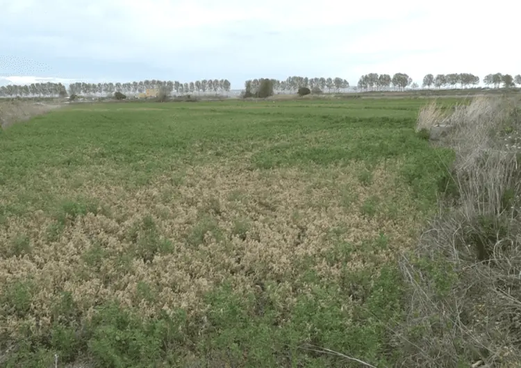 El Canal d’Urgell demanarà la Declaració de Zona Catastròfica i alerta que si no plou el reg es podria tancar abans de maig