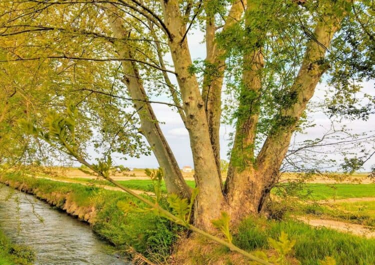 Vilanova de Bellpuig declara el plataner de les 7 branques arbre d’interès local