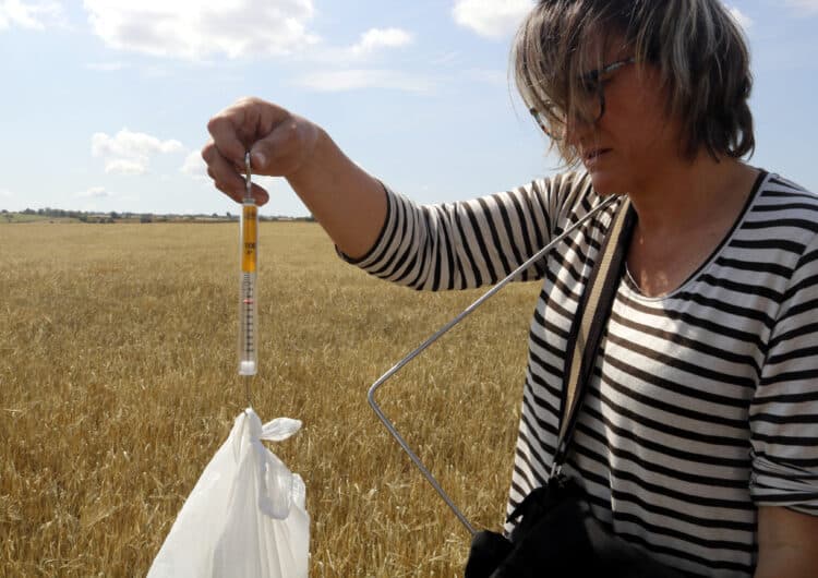 Les pèrdues al cereal de secà per la sequera arriben als 3.600 quilos per hectàrea