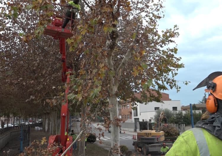 Mollerussa torna a esporgar els arbres del Canal