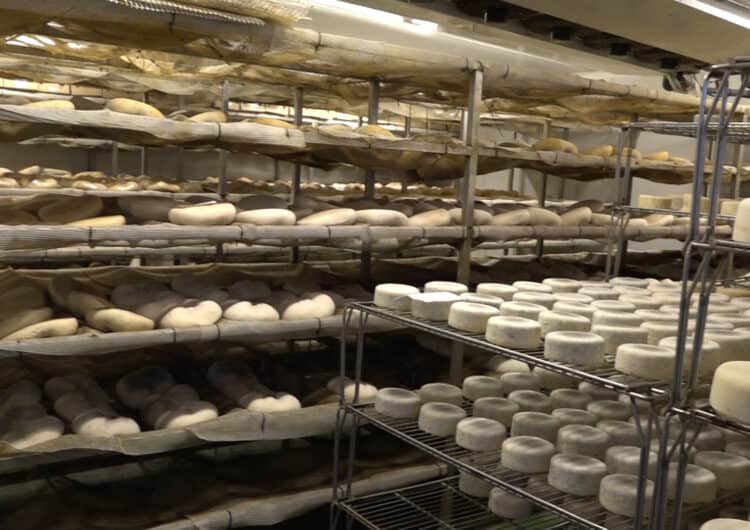 El Palau, capital del formatge artesà a Ponent