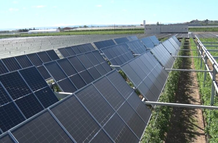 L’IRTA Mollerussa acull el primer projecte pilot d’energia fotovoltaica en fruiters de Catalunya