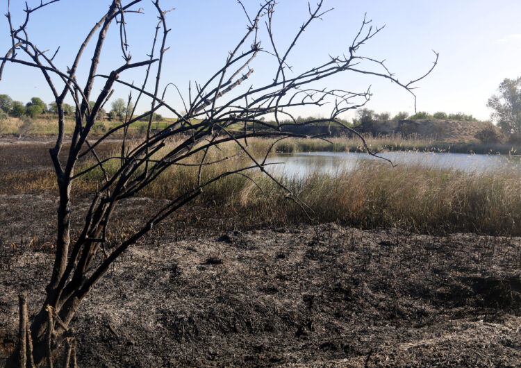 L’incendi de l’estany d’Ivars i Vila-sana ha afectat 5,5 hectàrees de canyissar i algunes espècies s’han vist afectades