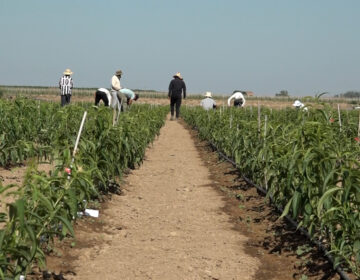 Un projecte per transformar els residus dels vivers en adob