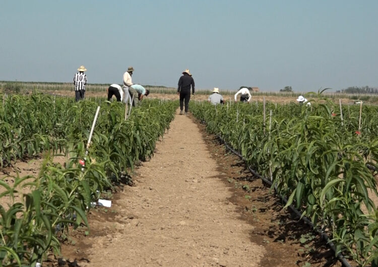 Un projecte per transformar els residus dels vivers en adob