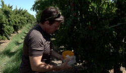 Controlada la mosca de la fruita, ara prolifera el trip