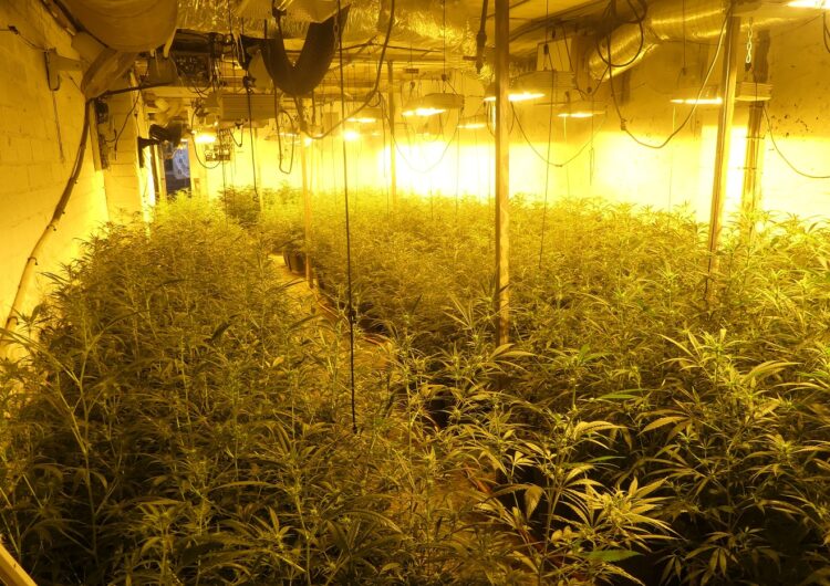 Desmantellen una plantació de marihuana amb més de 1.600 plantes a Castellnou de Seana