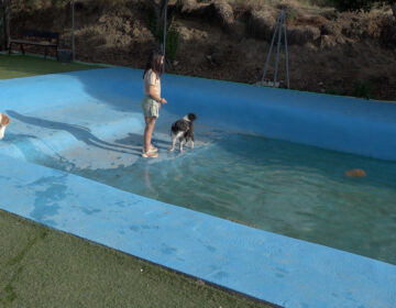 Com protegir els gossos de la calor